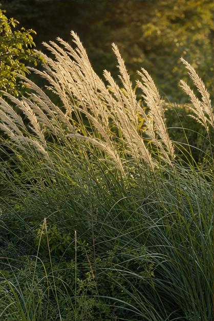 Native ornamental grasses in natural light