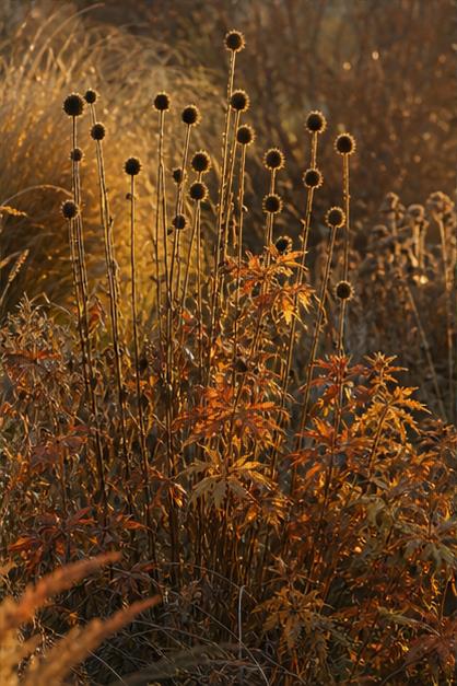 Elegant seasonal seed heads in autumn
